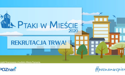 Pomoc ptakom w mieście